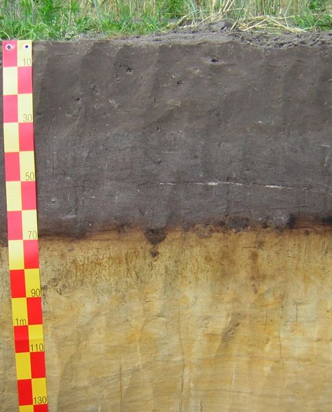 Bodenprofil eines Grauen Plaggenesch (re.)