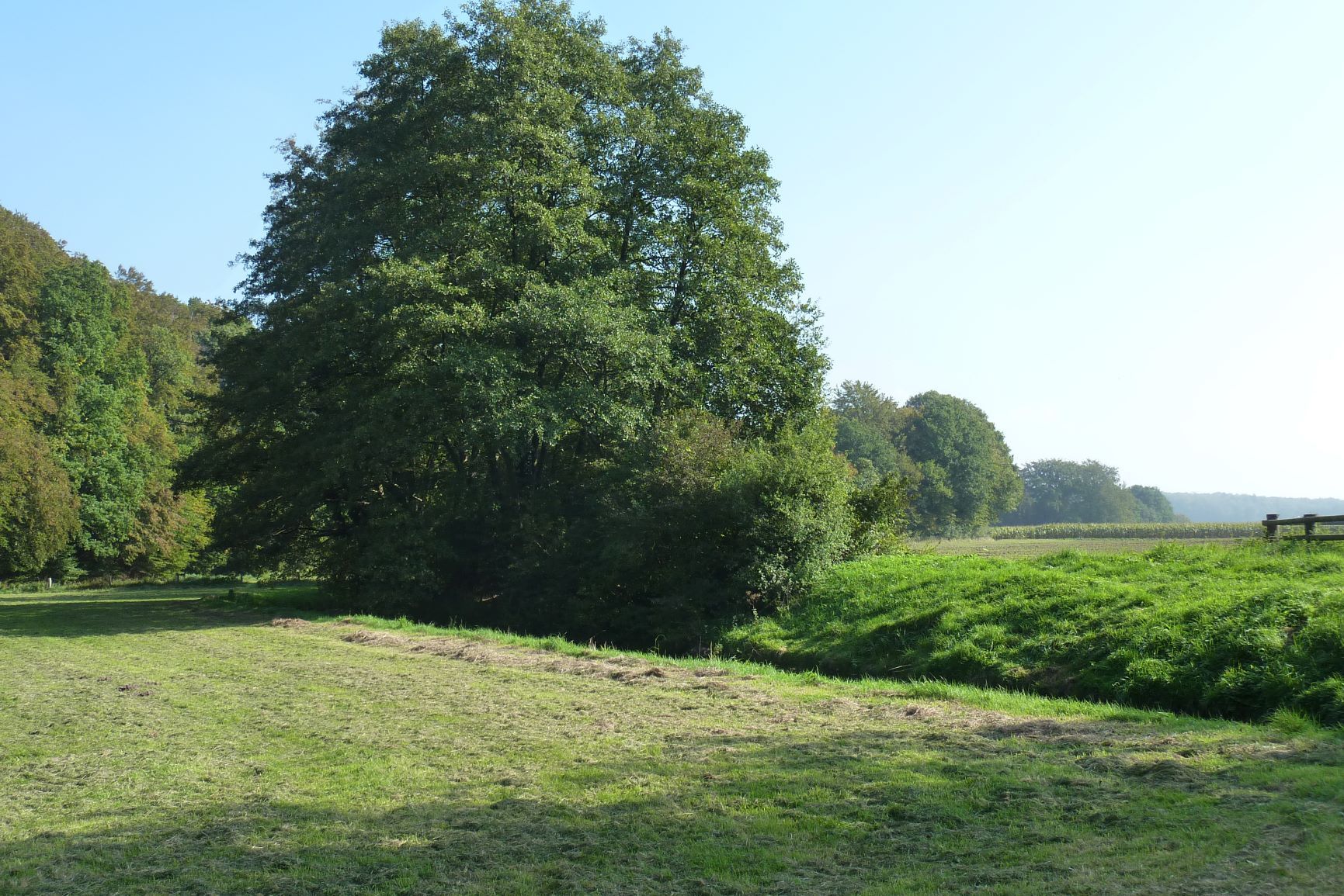 Abb. 7: Abgeplaggter nasser Wiesenbereich, rechts im Hintergrund eine Eschkante (Foto: K. Mueller)